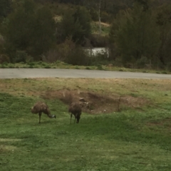 Dromaius novaehollandiae (Emu) at Stromlo, ACT - 9 Sep 2020 by Cpiiroinen