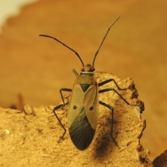 Dysdercus sidae (Pale Cotton Stainer) at Conder, ACT - 19 Jan 2021 by michaelb