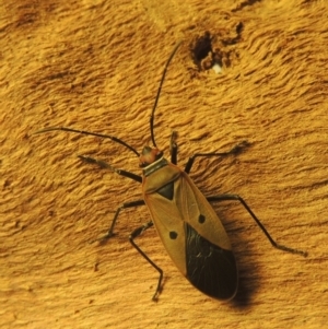 Dysdercus sidae at Conder, ACT - 19 Jan 2021