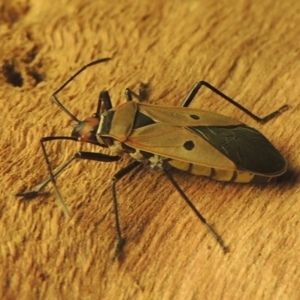 Dysdercus sidae at Conder, ACT - 19 Jan 2021