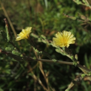 Lactuca serriola f. serriola at Conder, ACT - 21 Jan 2021