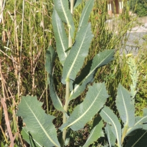 Lactuca serriola f. serriola at Conder, ACT - 21 Jan 2021