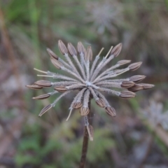 Oreomyrrhis eriopoda (Australian Carraway) at Paddys River, ACT - 11 Feb 2021 by michaelb