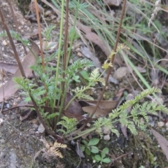 Oreomyrrhis eriopoda at Paddys River, ACT - 11 Feb 2021