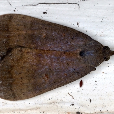 Rhapsa suscitatalis (Wedged Rhapsa) at Ainslie, ACT - 24 Mar 2021 by jb2602