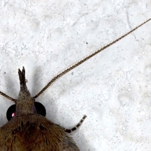 Rhapsa suscitatalis at Ainslie, ACT - 25 Mar 2021