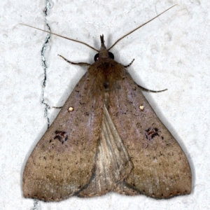 Rhapsa suscitatalis at Ainslie, ACT - 25 Mar 2021