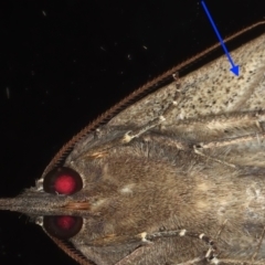 Rhapsa suscitatalis at Ainslie, ACT - 25 Mar 2021