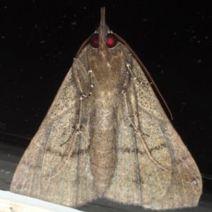 Rhapsa suscitatalis at Ainslie, ACT - 25 Mar 2021