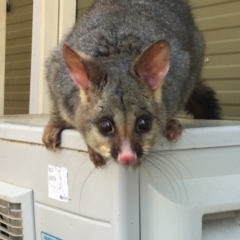 Trichosurus vulpecula (Common Brushtail Possum) at Australian National University - 17 Sep 2020 by Cpiiroinen