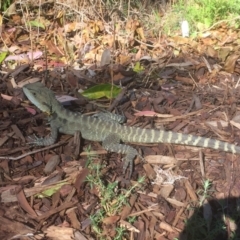 Intellagama lesueurii howittii (Gippsland Water Dragon) at ANBG - 18 Nov 2020 by Cpiiroinen