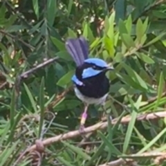 Malurus cyaneus at Acton, ACT - 23 Jan 2021 04:52 PM