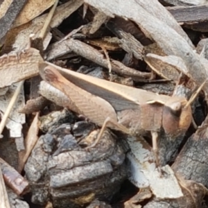 Cryptobothrus chrysophorus at Lyneham Wetland - 25 Mar 2021 11:42 AM