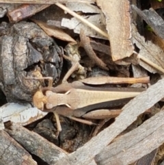 Cryptobothrus chrysophorus at Lyneham Wetland - 25 Mar 2021 11:42 AM