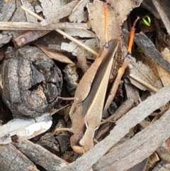 Cryptobothrus chrysophorus at Lyneham Wetland - 25 Mar 2021 11:42 AM