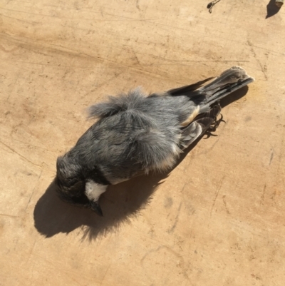 Pachycephala rufiventris (Rufous Whistler) at Wog Wog, NSW - 3 Oct 2020 by Cpiiroinen