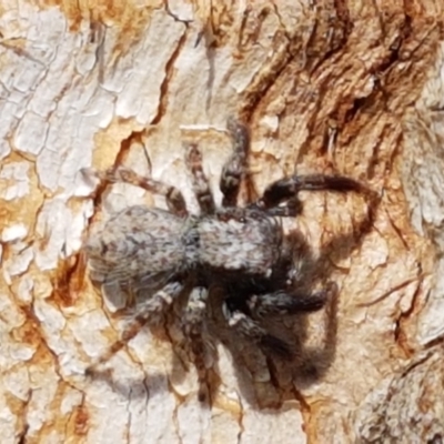 Servaea sp. (genus) (Unidentified Servaea jumping spider) at Lyneham, ACT - 25 Mar 2021 by tpreston