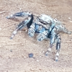 Servaea sp. (genus) (Unidentified Servaea jumping spider) at Lyneham Wetland - 25 Mar 2021 by tpreston