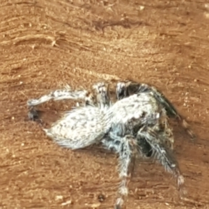 Servaea sp. (genus) at Lyneham, ACT - 25 Mar 2021