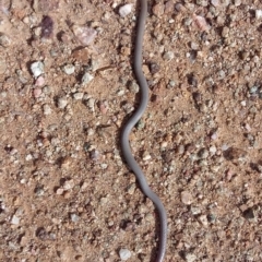 Aprasia parapulchella (Pink-tailed Worm-lizard) at Molonglo River Reserve - 25 Mar 2021 by DebK