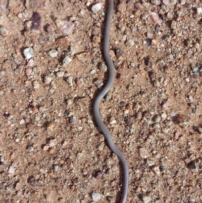Aprasia parapulchella (Pink-tailed Worm-lizard) at Molonglo River Reserve - 25 Mar 2021 by DebK