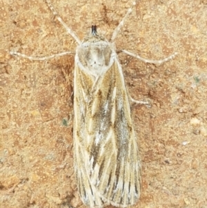 Ciampa arietaria at Lyneham, ACT - 25 Mar 2021 02:31 PM