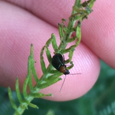 Adoxia benallae (Leaf beetle) at Woodstock Nature Reserve - 24 Mar 2021 by Ned_Johnston