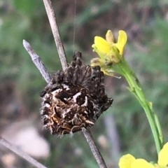 Backobourkia heroine (Heroic Orb-weaver) at Woodstock Nature Reserve - 24 Mar 2021 by Ned_Johnston