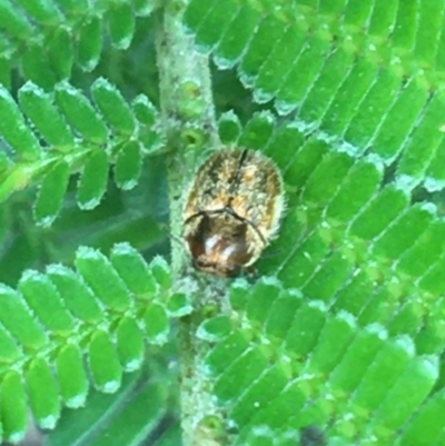 Elaphodes aeneolus (Leaf beetle) at Holt, ACT - 24 Mar 2021 by Ned_Johnston