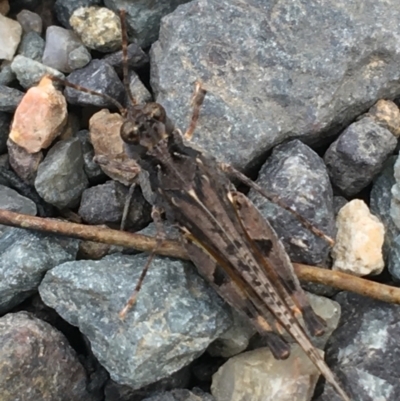 Pycnostictus seriatus (Common Bandwing) at Holt, ACT - 24 Mar 2021 by Ned_Johnston