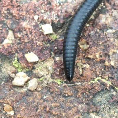 Ommatoiulus moreleti (Portuguese Millipede) at Woodstock Nature Reserve - 24 Mar 2021 by Ned_Johnston