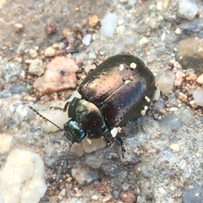 Chrysolina quadrigemina (Greater St Johns Wort beetle) at Woodstock Nature Reserve - 24 Mar 2021 by Ned_Johnston
