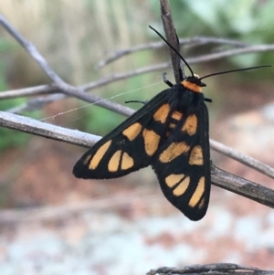 Amata (genus) at Holt, ACT - 25 Mar 2021