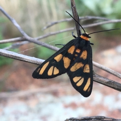 Amata (genus) (Handmaiden Moth) at Woodstock Nature Reserve - 24 Mar 2021 by Ned_Johnston