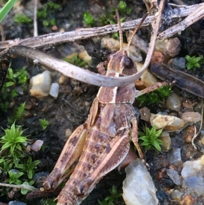 Phaulacridium vittatum (Wingless Grasshopper) at Woodstock Nature Reserve - 25 Mar 2021 by Ned_Johnston