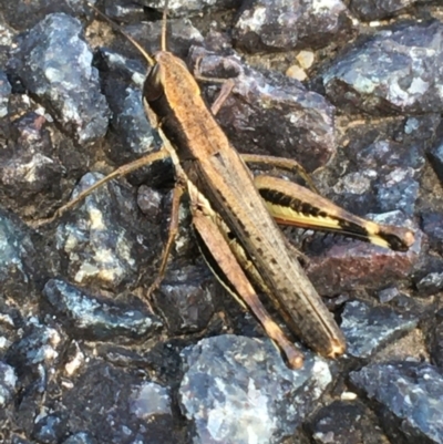 Macrotona securiformis (Inland Macrotona) at Woodstock Nature Reserve - 25 Mar 2021 by Ned_Johnston