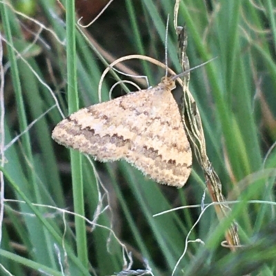 Scopula rubraria (Reddish Wave, Plantain Moth) at Holt, ACT - 25 Mar 2021 by Ned_Johnston