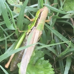 Bermius brachycerus (A grasshopper) at Tharwa, ACT - 25 Mar 2021 by NedJohnston