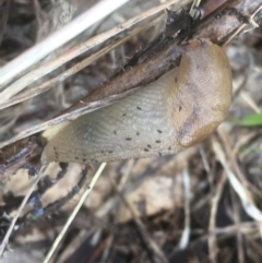 Ambigolimax sp. (valentius and waterstoni) (Striped Field Slug) at Tharwa, ACT - 25 Mar 2021 by NedJohnston