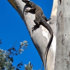 Varanus varius (Lace Monitor) at Hall, ACT - 25 Mar 2021 by Keltshi