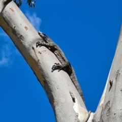 Varanus varius at Hall, ACT - suppressed