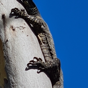 Varanus varius at Hall, ACT - suppressed