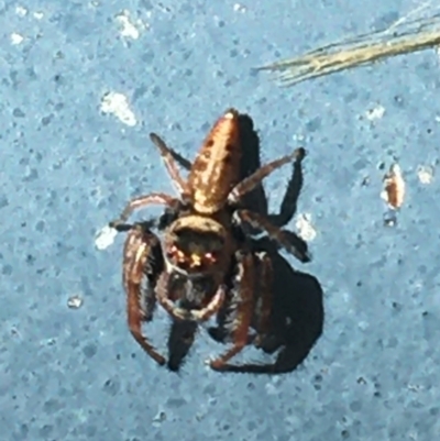 Opisthoncus grassator (Jumping spider) at Paddys River, ACT - 25 Mar 2021 by Ned_Johnston