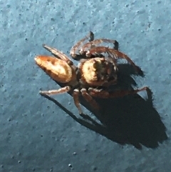 Opisthoncus grassator at Paddys River, ACT - 25 Mar 2021