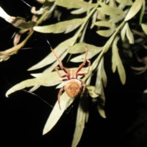 Hortophora sp. (genus) at Flynn, ACT - 21 Mar 2021