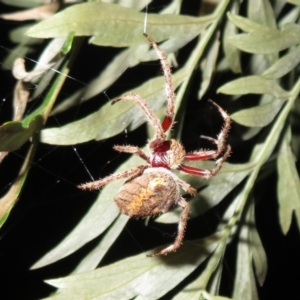 Hortophora sp. (genus) at Flynn, ACT - 21 Mar 2021 07:35 PM