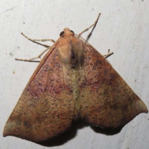 Mnesampela privata at Flynn, ACT - 23 Mar 2021 08:17 PM