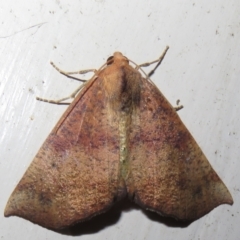 Mnesampela privata at Flynn, ACT - 23 Mar 2021 08:17 PM