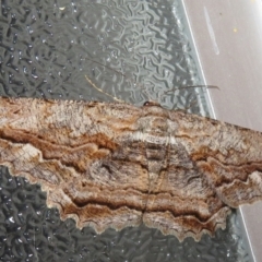 Scioglyptis lyciaria (White-patch Bark Moth) at Flynn, ACT - 24 Mar 2021 by Christine