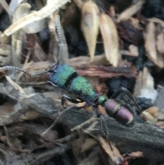 Rhytidoponera metallica (Greenhead ant) at Holt, ACT - 24 Mar 2021 by Ned_Johnston